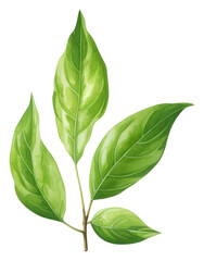 Obraz premium PNG Green tea leaf plant herbs white background.