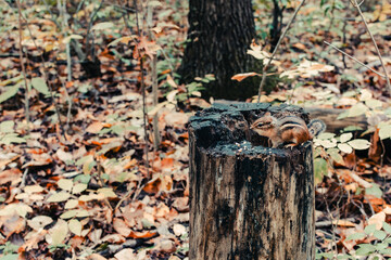 Chipmunk on a tree stump