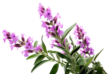 Obraz premium PNG Gladiolus lavender blossom flower.