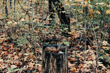 Chipmunk eating seed on a tree stump
