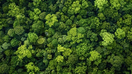 Naklejka premium Aerial View of Lush Rainforest Canopy