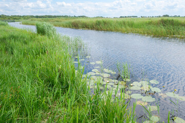Obraz premium landscape in National Park Weerribben Wieden near village Blokzijl in Overijssel, The Netherlands