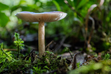 Macro Shot of a Pluteaceae Mushroom in Natural Habitat