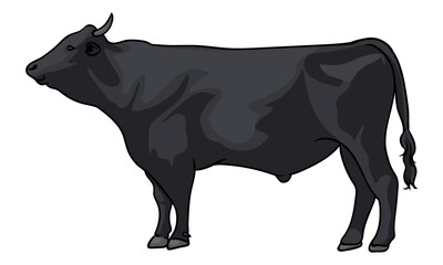 Kobe cattle with separate white background