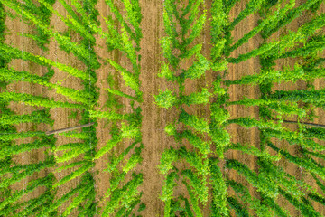 Hop poles seen from above.