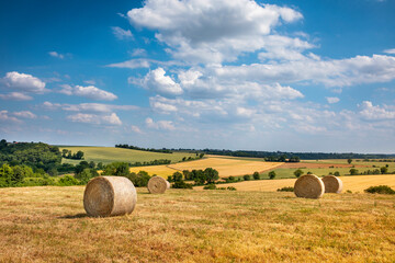 Fototapeta premium Paysage de campagne fleurie au milieu des champs et des arbres au printemps.