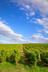 Naklejka premium Paysage de vignes sous le soleil d'automne avant les vendanges en France.