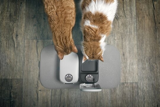 Two tabby cats waiting for food by automatic feeder machine. Seen directly above. 