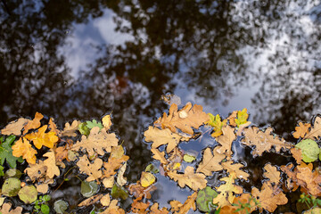 Autumn leaves on the water, reflection of fallen leaves