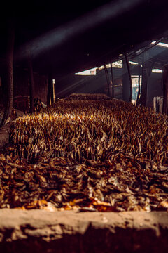 Dry fish from the river Gambia