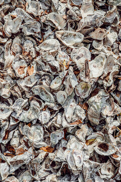 Oyster shells texture