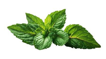 Green fresh mint leaves isolated on white and transparent background. PNG.	