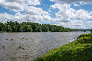 Many Canada geese ( Branta canadensis ) swimming in the water near the river bank with sky