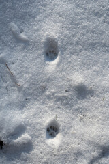 Animal tracks in the snow