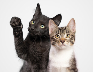 Black and white, Two kittens together portrait isolated on white background