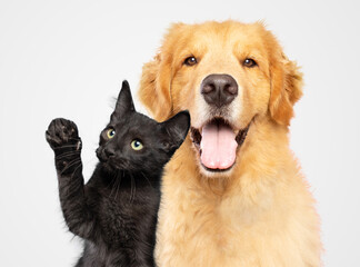 Golden retriever and a black cat together isolated on white background studio shot