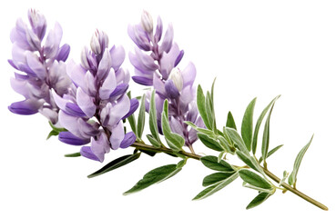 Fototapeta premium PNG Flower lavender blossom purple.
