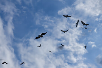 Fototapeta premium A flock of birds against the blue sky. The concept of a large flock of birds is unexpected. Birds in nature in and blue with a blue sky. Birds in nature with blue skies and lifestyle clouds.