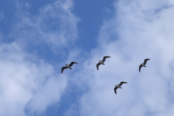 Fototapeta premium A flock of birds against the blue sky. The concept of a large flock of birds is unexpected. Birds in nature in and blue with a blue sky. Birds in nature with blue skies lifestyle and clouds.