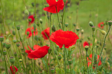 Red poppy flowers blossom in the garden