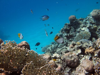 Colorful tropical fish on a coral reef, amazingly beautiful fairy world. In the coral gardens of...