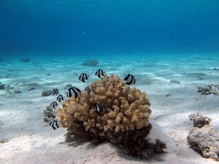 Colorful tropical fish on a coral reef, amazingly beautiful fairy world. In the coral gardens of...