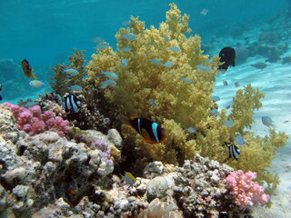 Colorful tropical fish on a coral reef, amazingly beautiful fairy world. In the coral gardens of the Red Sea.

