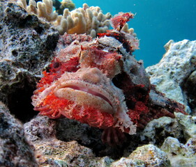 Scorpionfish, Fish - type bone fish Osteichthyes, Scorpaenidae, Flathead scorpenopsis.