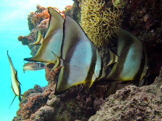 Colorful tropical fish on a coral reef, amazingly beautiful fairy world. In the coral gardens of the Red Sea.

