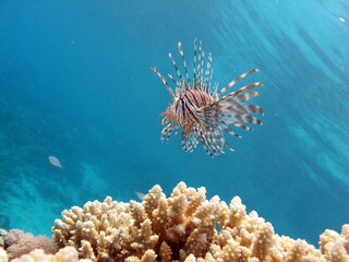 Lion Fish in the Red Sea in clear blue water hunting for food .