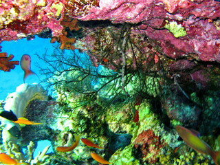 Colorful tropical fish on a coral reef, amazingly beautiful fairy world. In the coral gardens of...