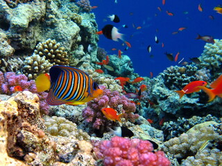 Colorful tropical fish on a coral reef, amazingly beautiful fairy world. In the coral gardens of the Red Sea.

