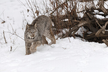 Canadian Lynx (Lynx canadensis) Turns to Walk Away From Root Bundle Winter