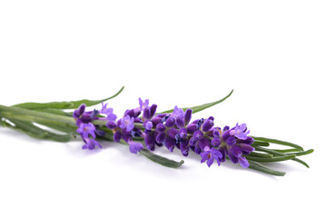 Fototapeta premium Lavender flower