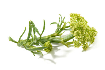 Rock samphire