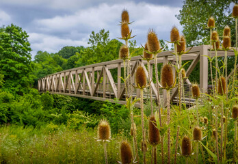 The Dipsacus plants and flowers in front of the old pedestrian wooden bridge across Cuyahoga valley...