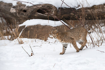 Bobcat (Lynx rufus) Looks Up While Walking Left Winter