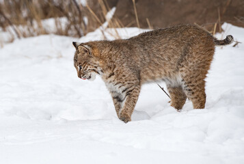 Bobcat (Lynx rufus) Looks Down Into  Snow Licking Chops Winter