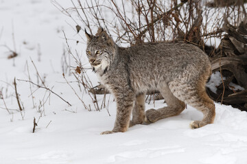 Canadian Lynx (Lynx canadensis) Looks Left Back Paw Forward Winter