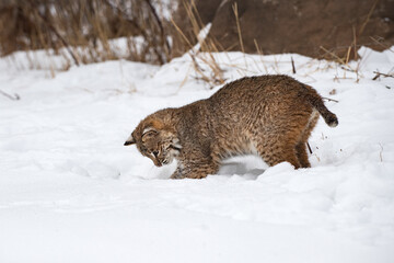 Bobcat (Lynx rufus) Digs Into Snow Winter