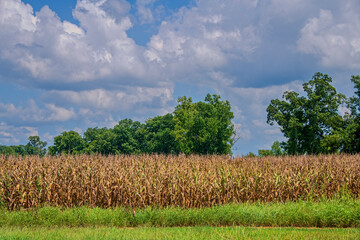 Obraz premium Field Corn Reaching the Dried Stage