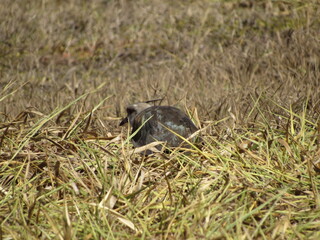 I want camouflaged in dry grass, a bird that lives on the lawn or in low grass