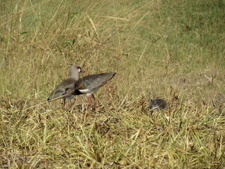 I want camouflaged in dry grass, a bird that lives on the lawn or in low grass