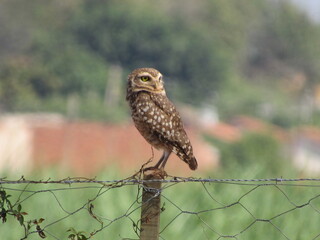 Burrowing owl perched on the fence watching the surroundings