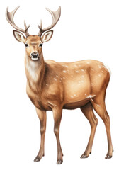 Obraz premium PNG Wildlife animal mammal herbivorous.