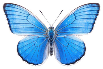 Obraz premium PNG Butterfly insect animal moth.