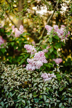 Lilac bushes blooming