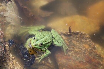 Grenouille