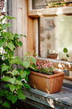 terracotta planter with flowers in front of a window