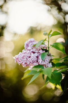 Blooming lilacs